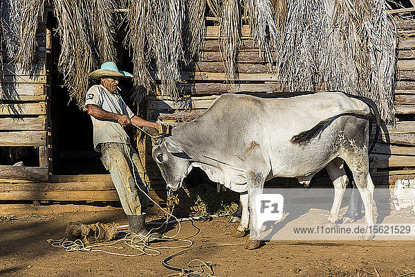 Side view of farmer preparing oxen for fieldwork  Vinales  Pinar del Rio Province  Cuba