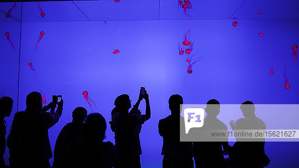 Visitors capture pictures of small Jellyfish (Medusozoa) with their smartphones while at Ripley's Aquarium of Canada