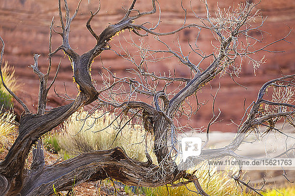 Twisted branches of sagebrush (Artemisia sp.) in Water Canyon Canyonlands National Park Utah.