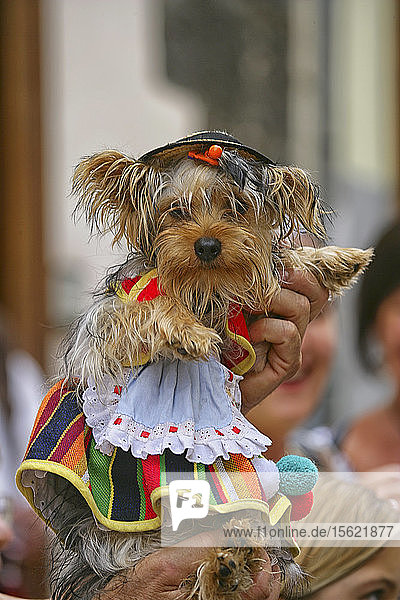 Nahaufnahme eines Hundes in traditioneller Kleidung während des Fronleichnamsfestes in Spanien