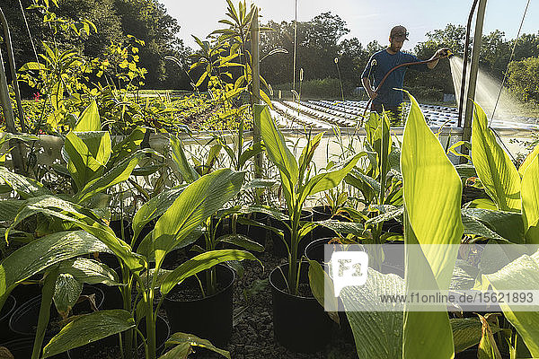 Love is Love Farm  Atlanta  Georgia. Betriebsleiter Maxwell Davenport bewässert die Pflanzen. Die Farm ist eine der ältesten zertifizierten Bio-Farmen in Georgia und wird von Gaia Gardens  einer lokalen Wohngemeinschaft  gepachtet.