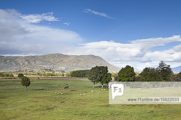 A horse and farm animals graze the grassy steppes of Chubut Patagonia.