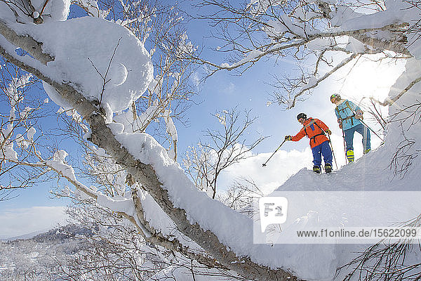 A female and male freerider are standing on a snow covered tree and are looking for the best slope to ski down the Volcano Annupuri in ski resort Niseko United. The snow on the Japanese island of Hokkaido is so soft  it is a powder skiers paradise. Niseko United is comprised of four resorts on the one mountain  Annupuri (1 308m). 100km south of Sapporo  Niseko Annupuri is a part of the Niseko-Shakotan-Otaru Kaigan Quasi-National Park and is the most eastern park of the Niseko Volcanic Group. Hokkaido  the north island of Japan  is geographically ideally located in the path of consistent weather systems that bring the cold air across the Sea of Japan from Siberia. This results in many of the resorts being absolutely dumped with powder that is renowned for being incredibly dry. Some of the Hokkaido ski resorts receive an amazing average of 14-18 meters of snowfall annually. Niseko is the powder capital of the world and as such is the most popular international ski destination in Japan. It offers an unforgettable experience for all levels of skier and snowboarder.