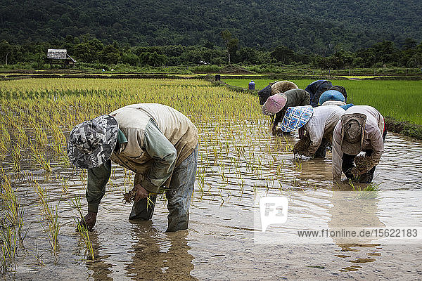 Reisbauern planen die Reisernte nach Beginn der Monsunzeit
