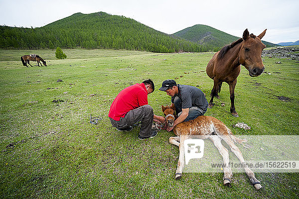 Zwei mongolische Männer binden ein Fohlen an einen Riemen  Mongolei