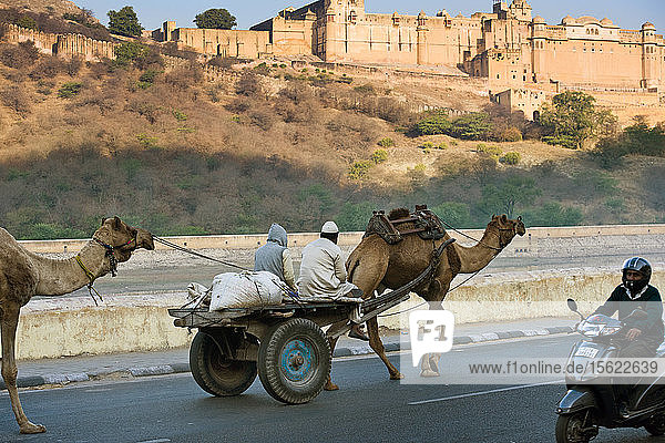 Camels carrying a merchant cart on the road to the Red Fort in Jaipur  India.