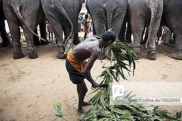 Ein Mahout mit seinen Elefanten während eines Tempelfestes  Kottayam  Kerala  Indien.