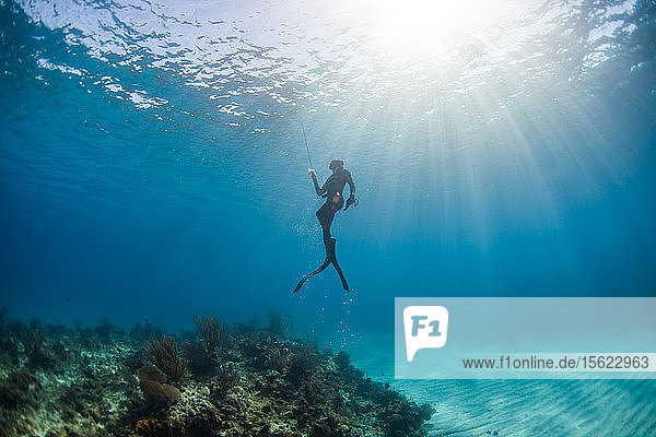 Diver surfacing after spearfishing underwater  Clarence Town  Long Island  Bahamas