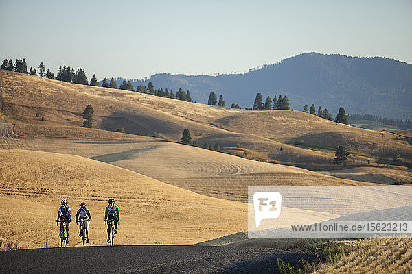 Drei Radfahrer fahren mit dem Rennrad durch die hügelige Landschaft des Palouse in Moskau  Idaho