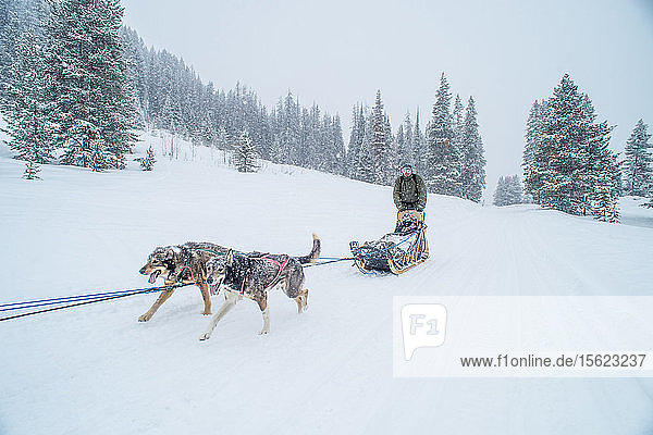 A dogsledder goes down a snow covered trail in Jackson Hole  Wyoming.