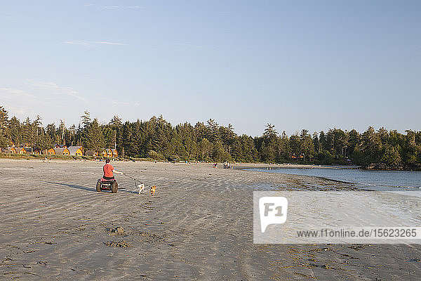 A woman walks her dogs on Mackenzie Beach  Tofino  British Columbia  Canada.