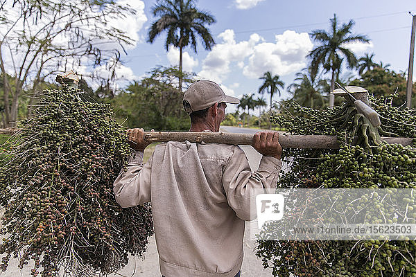 Rear view of man carrying palm tree seeds  Cuba