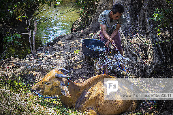 Ein Bauer hilft seiner Kuh an einem heißen sonnigen Tag  Bali  Indonesien.