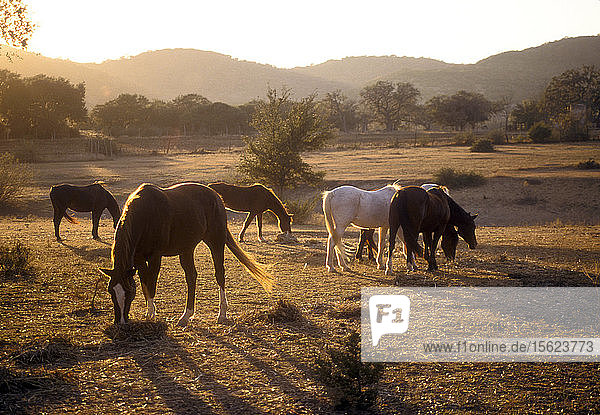 Pferde grasen auf einer Weide in Bandera in Texas Hill Country