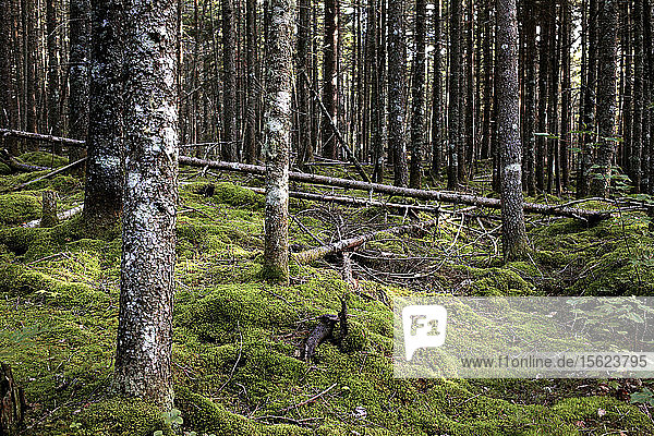 Wald in Maine neben dem Appalachian Trail.