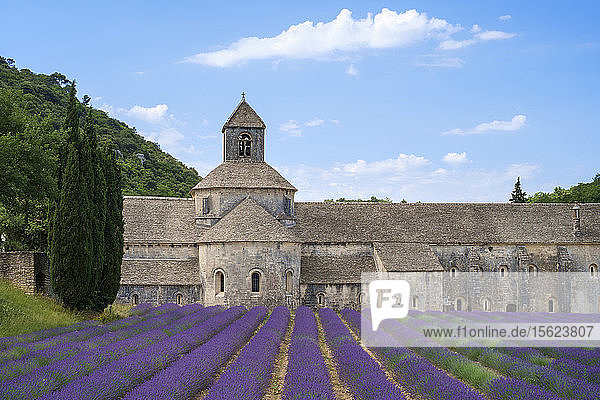 Lavendelfelder in voller Blüte Anfang Juli vor der Abtei Abbaye de S?ï¾©nanque  Vaucluse  Provence-Alpes-C?ï¾¥te d'Azur  Frankreich