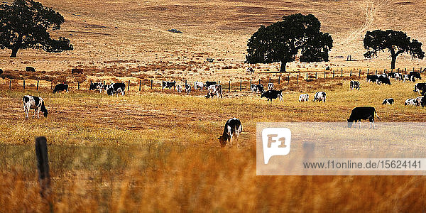 Kühe grasen auf einer Weide. Marin County  Kalifornien. USA.