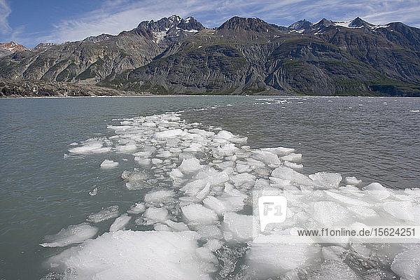 USA  Alaska  Glacier Bay National Park  Eisberge vom Margerie Glacier schwimmen im Tarr Inlet am Sommermorgen