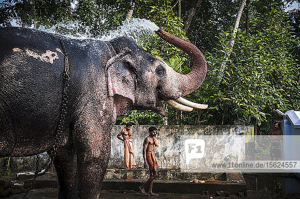 Mahouts mit einem Elefanten während eines Tempelfestes  Kottayam  Kerala  Indien.
