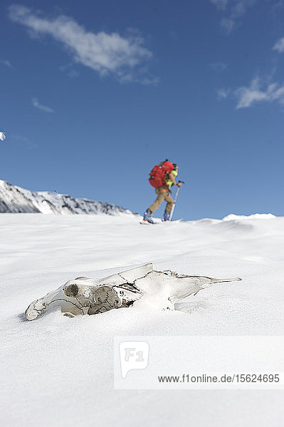 Skifahrer schleppen einen Cache zum Camp One auf dem Sheep Glacier in Vorbereitung auf eine Skibesteigung des Mount Sanford im Wrangell-St. Elias National Park außerhalb von Glennallen  Alaska  im Juni 2011. Der Mount Sanford ist mit 16.237 Fuß der sechsthöchste Berg in den Vereinigten Staaten. (Modellfreigabe: Agnes Hage)