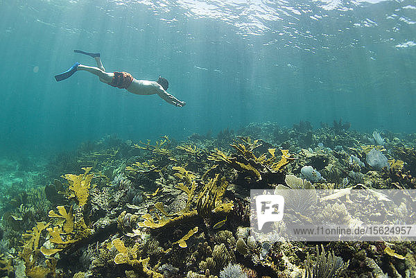 Side view of single man snorkeling in coral reef in Puerto Morelos  Quintana Roo  Mexico