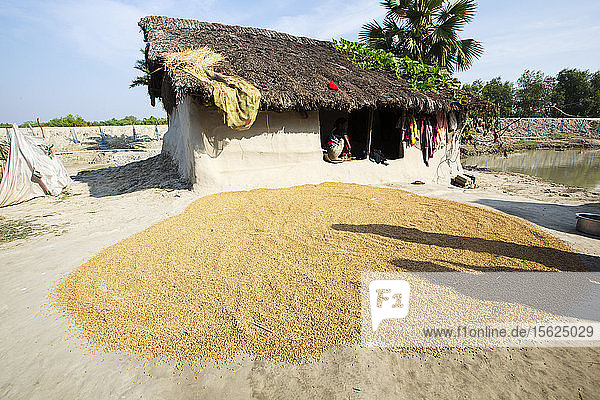 Dorfbewohner auf einer abgelegenen Insel in den Sunderbans  einem niedrig gelegenen  durch den Anstieg des Meeresspiegels gefährdeten Gebiet in Indien  beim Trocknen ihrer Reisernte