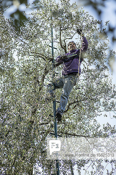 Blick auf einen Mann auf einer Leiter  der Oliven vom Baum erntet  Arco  Trentino  Italien