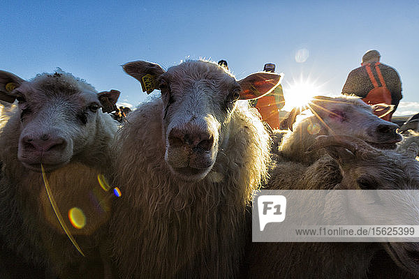 Jährlicher Herbsttrieb der Schafe in Svinavatn  Island. Jedes Jahr im September werden mehr als 10 000 isländische Schafe nach Hause getrieben  nachdem sie den ganzen Sommer über frei in den Bergen und Tälern geweidet haben. Dieser Schafstrieb  Rettir genannt  ist eine der ältesten kulturellen Traditionen Islands.