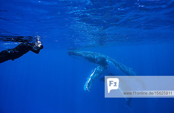 Snorkeler photographing humpback whale in ocean  Kingdom of Tonga  Ha'apai Island group  Tonga