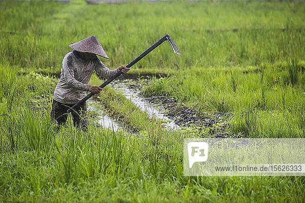 Ein Bauer benutzt eine Gartenhacke in einem Reisfeld in der Nähe von Ubud  Bali  Indonesien.