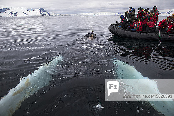 Gruppe von Menschen auf einem Schlauchboot  die Wale beobachten  Antarktis