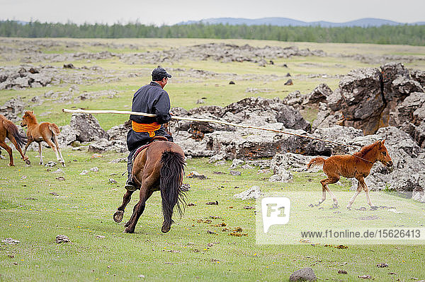 Ein mongolischer Mann reitet auf einem Pferd und fängt ein Fohlen  Mongolei