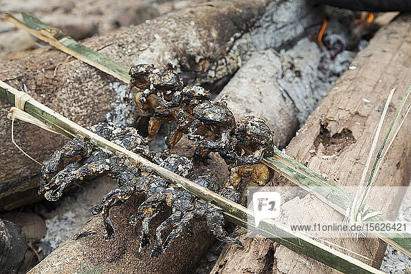 Frogs  supposedly caught by hand  are grilled on bamboo skewers over an open fire at a hunting camp on the Nam Ou River in Phou Den Din National Protected Area  Laos. The area is frequented by hunters and fishermen who camp and poach wild game within park boundaries despite (or perhaps without knowledge) that this is technically illegal.
