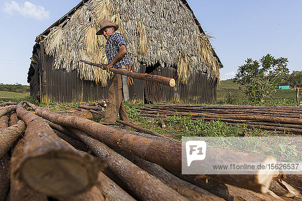 Landwirt trägt Baumstamm bei der Arbeit auf seinem Hof  Vinales  Provinz Pinar del Rio  Kuba