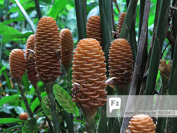 Close up of Zingiber spectabile flowers (Beehive ginger) in tropical rainforest  Davao  Mindanao  Philippines