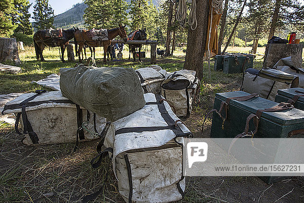 Gepäckträger werden zusammen im Lager mit Pferden und Maultieren im Hintergrund platziert