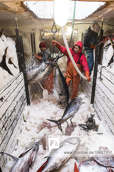 Decksarbeiter bewegen große Fische in einer mit Eis gefüllten Gefriertruhe auf einem kommerziellen Fischereiboot in San Diego  Kalifornien  USA
