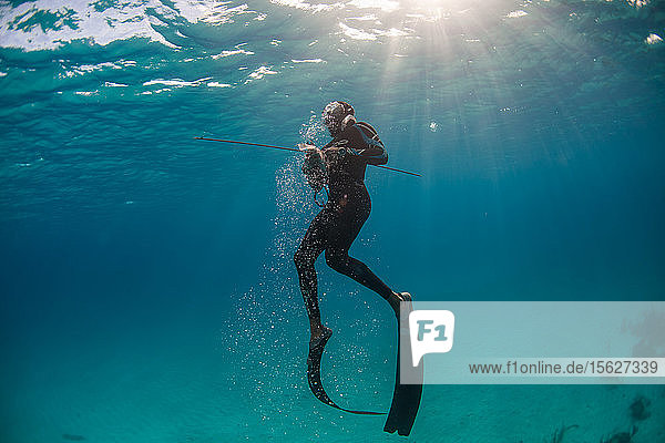 Diver surfacing after spearing hogfish while spearfishing in ocean  Clarence Town  Long Island  Bahamas