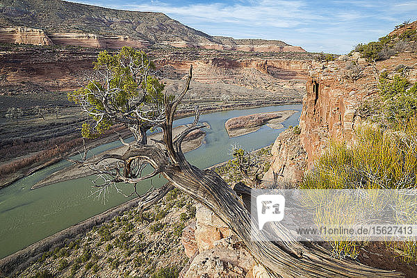 Ein Wacholderbaum (Juniperus sp.) oberhalb des Colorado River im Ruby Canyon  Colorado.