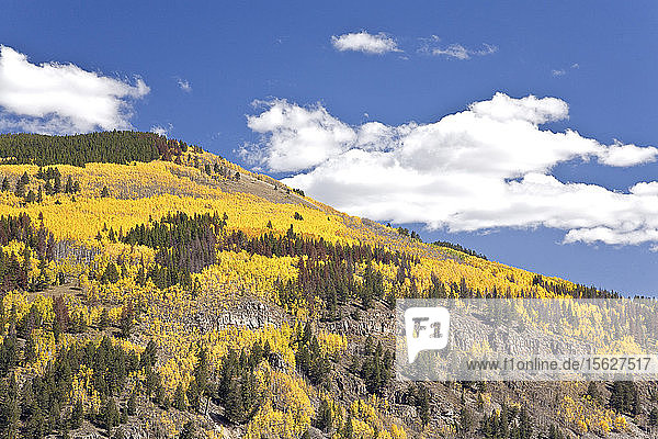 Malerische Landschaft mit Wald am Berghang im Herbst  Top of the Rockies Scenic Byway  Camp Hale  Colorado  USA