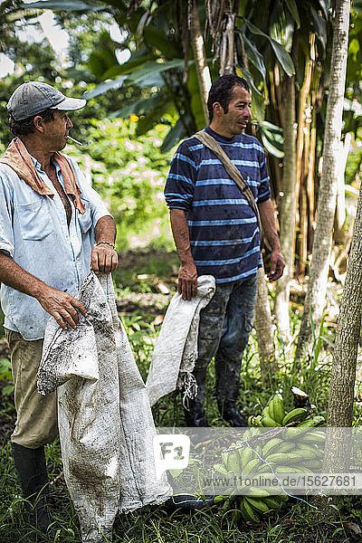 Zwei Männer arbeiten zusammen bei der Ernte von Kaffeebohnen auf einer Farm im ländlichen Kolumbien.