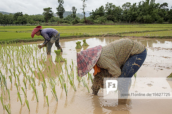 Reisbauern planen die Reisernte nach Beginn der Monsunzeit