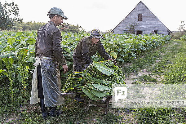 Two male workers putting tobacco leaves on wheelbarrow  Vinales  Pinar del Rio Province  Cuba