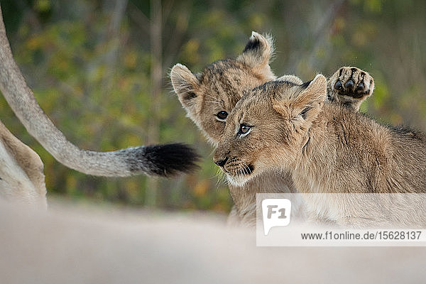 Zwei Löwenbabys  Panthera leo  spielen zusammen  während sie ihrer Mutter folgen