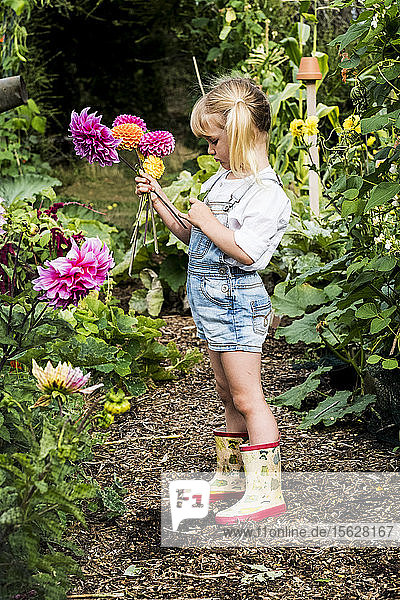 Blondes Mädchen steht in einem Garten und pflückt rosa Dahlien.