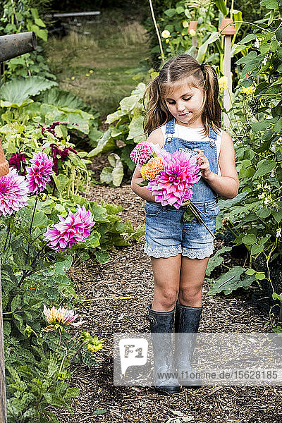 Mädchen in Denim-Latzhose steht in einem Garten und hält rosa Dahlien.