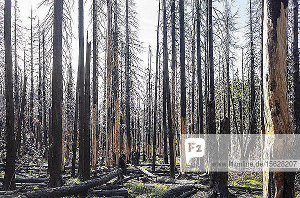 Brandschädigte Wälder und Bäume entlang des Pacific Crest Trail  Mount Adams Wilderness  Washington