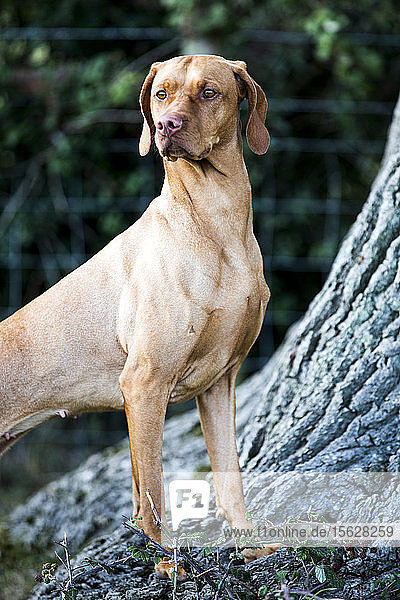 Porträt des Hundes von Vizla am Fuße eines Baumes stehend.
