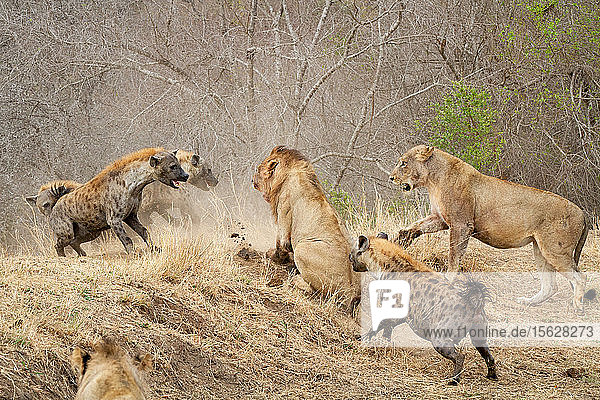 Tüpfelhyänen Crocuta crocuta greifen ein Löwenrudel an Panthera leo