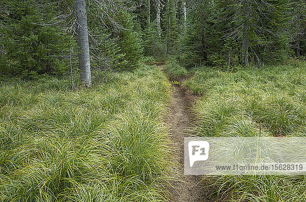 Along the Pacific Crest Trail  Mt. Adams Wilderness  Gifford Pinchot National Forest  Washington
